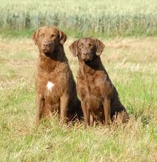 Historically used by area market hunters to retrieve waterfowl, pull fishing nets, and rescue fishermen, it is today primarily a family pet and hunting companion. Crosswind S Chesapeake Bay Retriever Seit 2002 Crosswind S Retrieverseminare Und Coaching