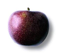 Pin On Apple Picking In Maine