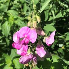 Image result for Lathyrus