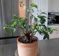 Ficus bonsai tree with new growth