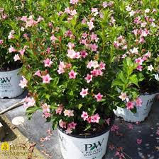 We did not find results for: Weigela Florida Sonic Bloom Pure Pink Weigela From Home Nursery