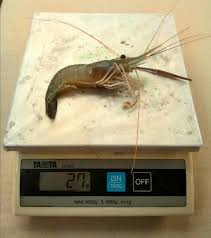 Namun ada beberapa cara yang bisa anda gunakan sebelum memancing udang ini. Ketahui Cara Cara Menternak Udang Galah Udang Galah Muar Facebook