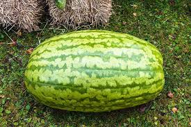 The question is what kind of. 25 Of The Best Watermelon Varieties Gardener S Path