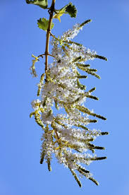 Image result for Tetradenia bainesii