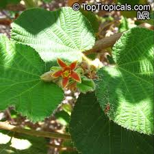 Image result for Malvaceae subfamily Grewioideae