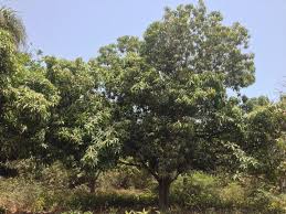 Wild mango tree - Ecofund