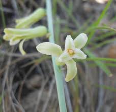 Image result for Dipcadi vaginatum