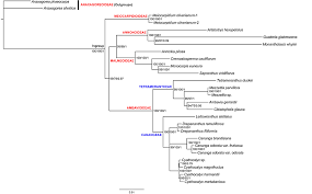 Image result for Lettowianthus stellatus