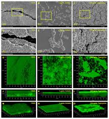 Barry king tools have gained a reputation for making quality tools for the serious leather craftsman. Characterization Of Biofilm Production In Different Strains Of Acinetobacter Baumannii And The Effects Of Chemical Compounds On Biofilm Formation Peerj