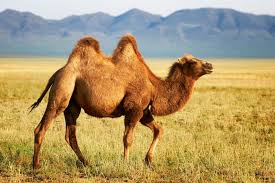 At the withers exceeds the height of a human, and in some cases reaches up to 230 cm, although most of their height is about two in 7 years they stop growing, and overall life expectancy on average is about 20 years, but there were representatives who lived to 50. Bactrian Camel Facts Information Hd Pictures And All Details