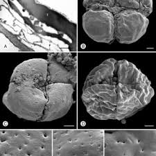 Image result for Huberantha mossambicensis