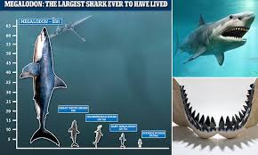 Megalodon likely had a much shorter nose, or rostrum, when compared with the great white, with a flatter, almost squashed jaw. Giant Megalodon Sharks Were Even Bigger Than Previously Thought And Measured Up To 65 Feet Daily Mail Online