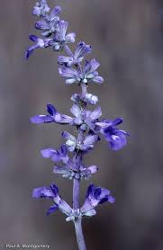 Image result for Salvia farinacea
