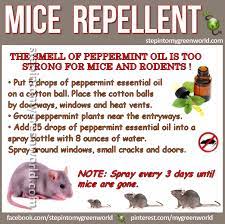 Pin On Pest Control
