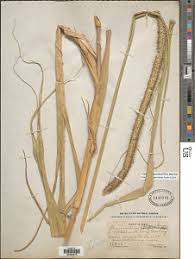 Image result for Cenchrus macrourus