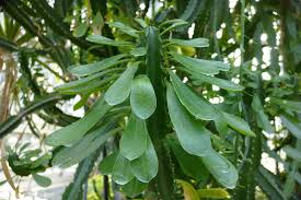 Image result for Euphorbia dawei