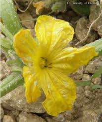 Image result for thrips damage on cucumber