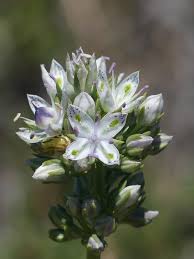 Image result for Gentianaceae