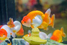 Check spelling or type a new query. 5 Manfaat Kesehatan Memelihara Ikan Di Akuarium Republika Online