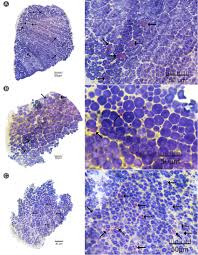 Image result for Andropogon fastigiatus