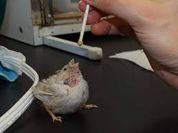 Baby Zebra Finch Fell Out Of Nest Ilmu Pengetahuan 2