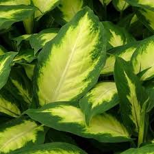 The Dumbcane Is A Common Houseplant That Contains Poisonous Raphides Plants Deadly Plants Inside Plants