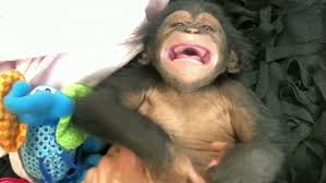 Veterinary care for chimpanzees is very complex, specialized, and difficult to find. Watch Baby Chimpanzee Laughs For First Time At Maryland Zoo Kutv
