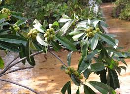 Image result for Ficus barteri