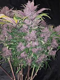 The best gifs are on giphy. Blackberry Auto Cannabis Seeds Blackberry Auto By Fastbuds Lamota Growshop