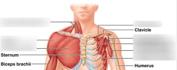 Rib cage muscles learn by taking a quiz. Thoracic Cage Muscles Diagram Quizlet