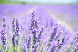 .a lavender landscape, a field of lavender, and a bright field of sunflowers, and a track of soothing scenes offers a flowery mix of slowly changing shots review of the nature dvd of these are fields of flowers growing in the french countryside. Visits These Fields And Farms With Lavender In Ohio