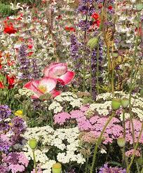 Mike Henry On Instagram Summer Is Poppy Time The White Flowers Are White Sage Some Call It Carey Sage Also In The Pictures Are Achillea Nepeta In 2020