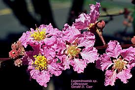 Image result for Lythraceae