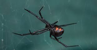 But it is rarely seen in black widows that inhabit north america. Children Bitten By Black Widow Spiders Trying To Become Spider Man