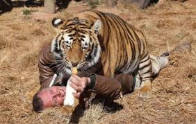 Mimpi dikejar harimau melambangkan dirimu sedang menghindari yang berkaitan dengan hal tersebut. Prediksi Nomor Togel Jika Bermimpi Dikejar Harimau Menurut Buku Primbon Tafsir Mimpi Primbon Togel Tafsir Mimpi Buku Primbon Tafsir Mimpi