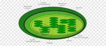 They then use the atp and nadph to make organic molecules from carbon dioxide in a process known as the calvin cycle. Chloroplast Thylakoid Plant Cell Synthesis Plant Biology Grass Sphere Png Pngwing