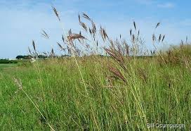 Image result for Ischaemum afrum