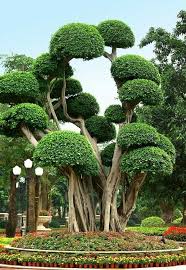 Epingle Par Myriam Sur Trip Places Arbre Photo Arbre Jardins