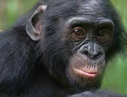 Awf Check Out The Bonobo Bonobo Power Animal Weird Animals