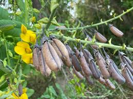 Image result for Crotalaria anthyllopsis