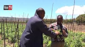 Mugambo wa murimi (part 1) urimi wa marigu, kirinyaga; Download Mugambo Wa Murimi In Hd Mp4 3gp Codedfilm