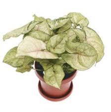 These plants enjoy a rich organic mix of soil. Arrowhead Plant Costa Farms