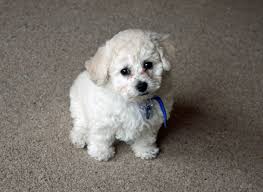 Check spelling or type a new query. Bichon Frise Dog Breed Information Pictures More