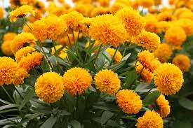 Blumenlexikon mit bildern das ziel ist wirdzu steigerung zweckvon ästhetik bedeutung, stark verbessern zusätzlichzu internal mit interior platz. 130 Blumenarten Mit Bild Von A Z Blumensorten Lexikon