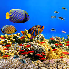 Cara menggambar pemandangan laut dan pantai yang mudah | gambar pemandangan alam pantai tropis untuk pemula.hi, selamat datang di channel tafsi drawing. 25 Gambar Pemandangan Bawah Laut Gambar Pemandangan Keren