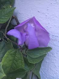 Image result for Vigna frutescens