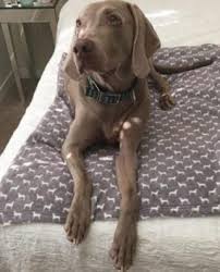 Works great as a dog blanket. Personalized Dog Blankets Custom Name And Photos