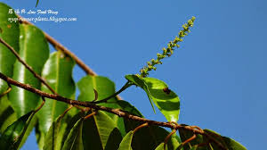 Image result for Shirakiopsis