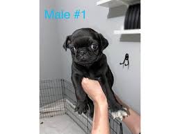The breed has a fine, glossy coat that comes in a variety of pug, also known as milamber (after being taken by the tsurani to their home world of kelewan), is a. Beautiful 8 Weeks Old Fullbreed Pug Puppies Available In Portland Oregon Puppies For Sale Near Me