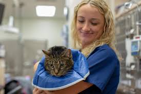 We did not find results for: Veterinarians Emergency Vets Vca Animal Hospitals